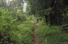 Traill Running Menembus Hutan Gunung Lingkung