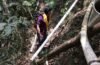 Memperjuangkan Kedaulatan Air Warga Senaru Pasca Gempa